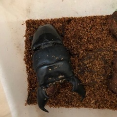 スマトラオオヒラタ　幼虫