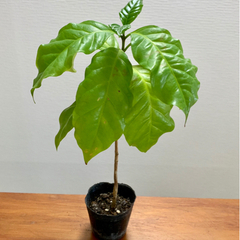 コーヒーの木 苗木 観葉植物 植物苗 ❸