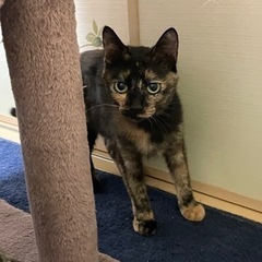 寂しがりや　小柄な美人サビ　1歳　メス