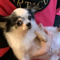 【草加市西町・無資格OK！】保護犬と暮らすグループホーム世話人夕...