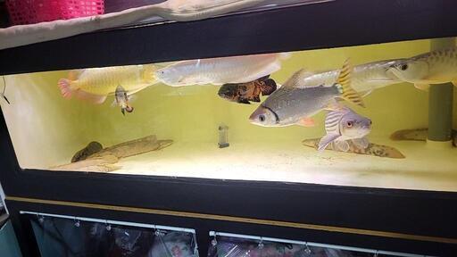 大型魚　売ります。