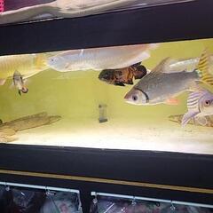 大型魚　売ります。