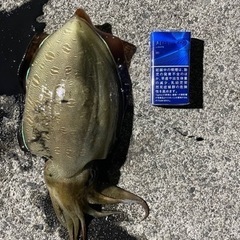 釣り友達募集してます