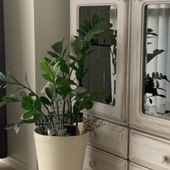 🐝金銭樹　ザミオクルカス　ザミーフォーリア🌿⭐️