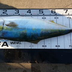月火水曜日　大型ボート　釣り仲間募集 - 名古屋市