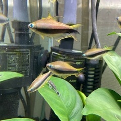 エンペラーテトラ10匹【お話し中】の画像