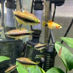 エンペラーテトラ10匹【お話し中】の画像