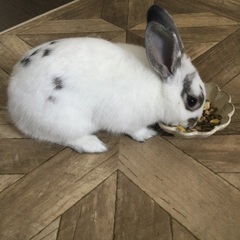 うさぎの里親さん探しています。