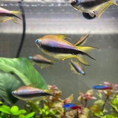 エンペラーテトラ10匹【お話し中】の画像