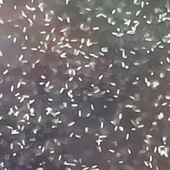 ゾウリムシ販売