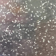 ゾウリムシ販売の画像