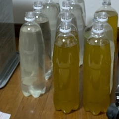 ゾウリムシ販売の画像