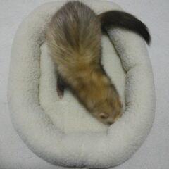 【女性限定】動物カフェに一緒に行ってくれる方募集中‼