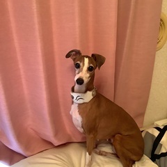 犬友募集❣️　*･゜ﾟ･*:.｡..｡.:*･(ᵔᴥᵔ)･*:....