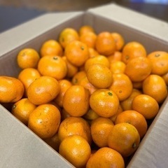 【商談中④】キウイフルーツ(1.3kg)&みかん(9kg×2)の画像