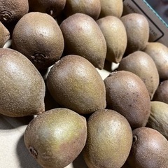 【商談中④】キウイフルーツ(1.3kg)&みかん(9kg×2)の画像