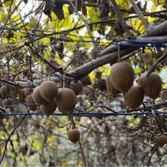 【商談中④】キウイフルーツ(1.3kg)&みかん(9kg×2)の画像