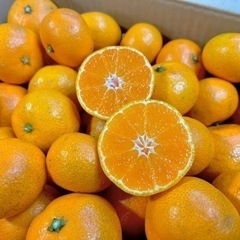 【商談中④】キウイフルーツ(1.3kg)&みかん(9kg×2)の画像