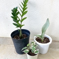 観葉植物セット A