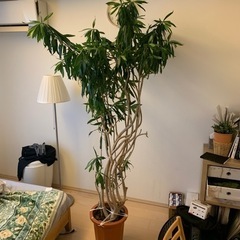 ドラセナ　幸福の木　190cm 観葉植物