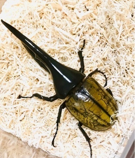 ヘラクレスヘラクレス♂♀No.2【完売御礼】