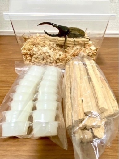 ヘラクレスヘラクレス♂【完売御礼】