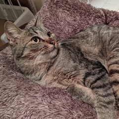 エイズキャリア猫一歳ぐらい - 猫