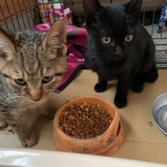 生後2,3ヶ月の保護猫ちゃん2匹です。