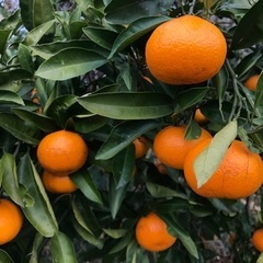 【ありがとうございました！】晩生みかん🍊100円‼️