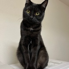 珍しい黒トラちゃん！里親募集
