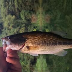 バス釣り大会！