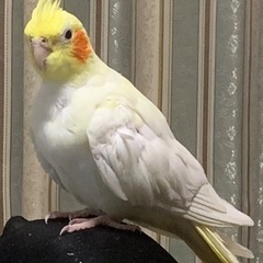 オカメインコ　ノーマル