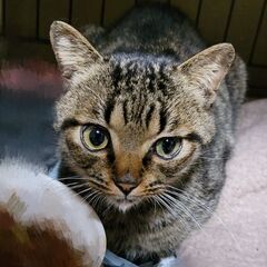 洋猫風❤大人しい性格のキジトラ「やま」くん！ - 木更津市