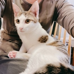 お膝が大好きな、おす猫くん