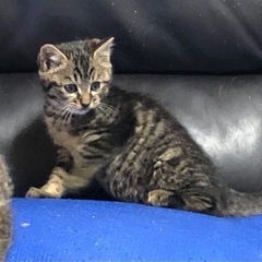 エキゾチック系の兄妹猫ちゃん二匹の里親さんを募集します。 − 千葉県