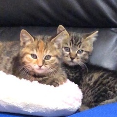 エキゾチック系の兄妹猫ちゃん二匹の里親さんを募集します。