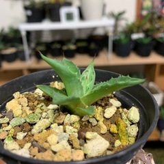 稀少アガベ　強棘！　チアペンシス！実生株の画像