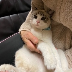 もふもふキレイな毛並みの可愛い女の子！ファミリーになってくれる方