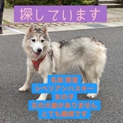 シベリアンハスキーが迷子です。