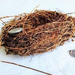 🐤黄セキレイさんが作った草製のお家【自然成製品・標本】１点の画像