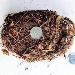 🐤黄セキレイさんが作った草製のお家【自然成製品・標本】１点の画像