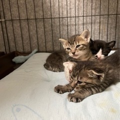 里親様見つかりました😌