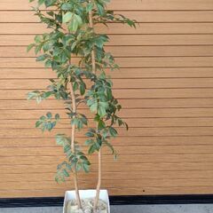 フェイクグリーン 160