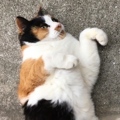 飼い主死去、甘えん坊の三毛猫の画像
