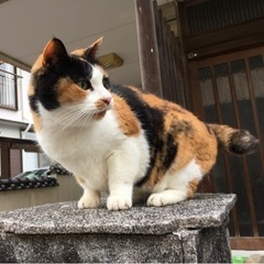 飼い主死去、甘えん坊の三毛猫 - 長崎市