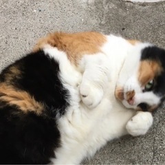 飼い主死去、甘えん坊の三毛猫 - 里親募集