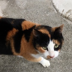 飼い主死去、甘えん坊の三毛猫 − 長崎県