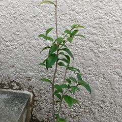 銀木犀（白花のキンモクセイ）