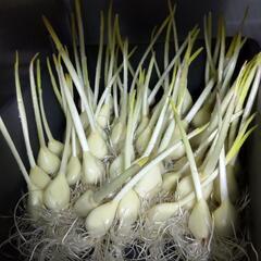 免疫力アップの美味しい発芽ニンニク