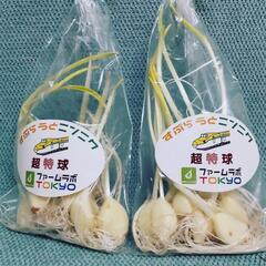 免疫力アップの美味しい発芽ニンニクの画像